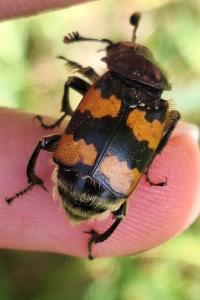 <i>Nicrophorus vespillo</i>