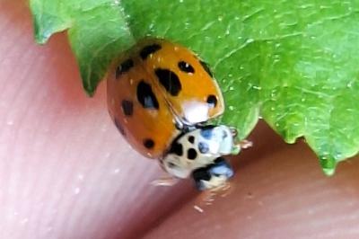 <i>Adalia decempunctata</i>