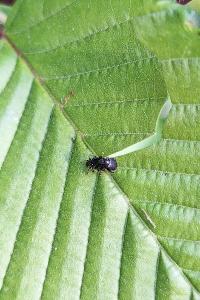 <i>Deporaus betulae</i>