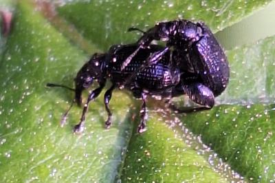 <i>Deporaus betulae</i>