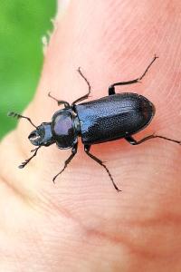 <i>Platycerus caraboides</i>