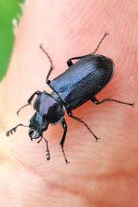 <i>Platycerus caraboides</i>