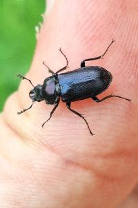 <i>Platycerus caraboides</i>