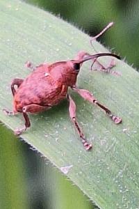 <i>Curculio</i>