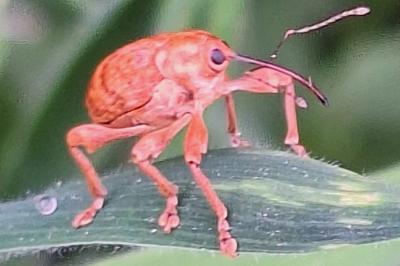 <i>Curculio</i>