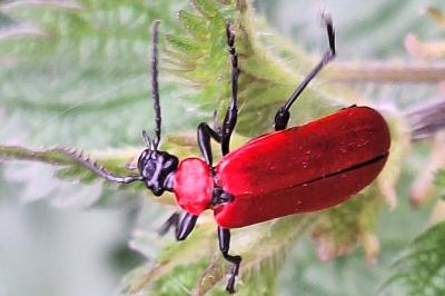 Pyrochroa coccinea