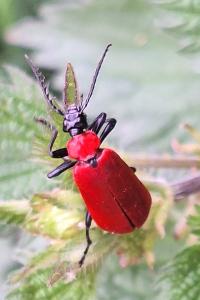 <i>Pyrochroa coccinea</i>