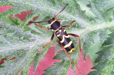 <i>Clytus arietis</i>