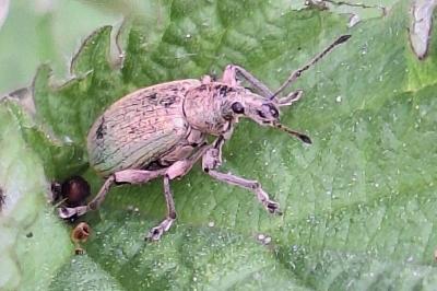 <i>Phyllobius pomaceus</i>