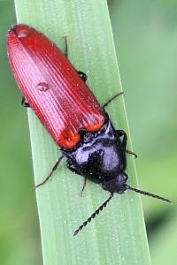 <i>Ampedus</i>