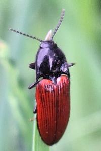 <i>Ampedus</i>