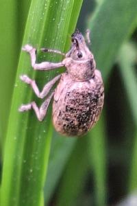 <i>Liophloeus tessulatus</i>