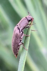 <i>Agriotes pilosellus</i>