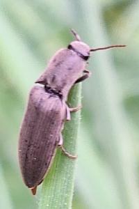 <i>Agriotes pilosellus</i>