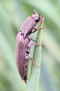 <i>Agriotes pilosellus</i>