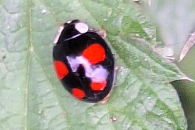 <i>Harmonia axyridis</i>