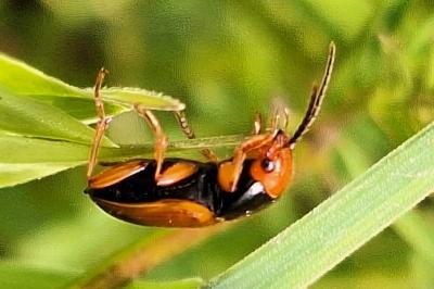 <i>Diachromus germanus</i>