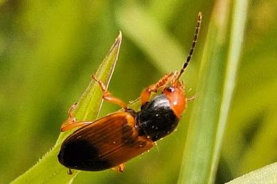 <i>Diachromus germanus</i>