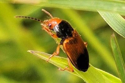 <i>Diachromus germanus</i>
