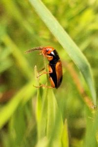 <i>Diachromus germanus</i>