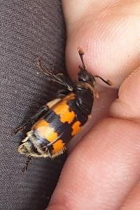 <i>Nicrophorus vespillo</i>