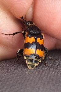 <i>Nicrophorus vespillo</i>