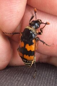 <i>Nicrophorus vespillo</i>