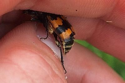 <i>Nicrophorus vespillo</i>