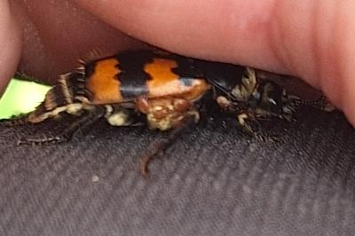 <i>Nicrophorus vespillo</i>