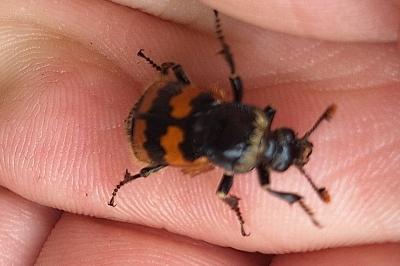 <i>Nicrophorus vespillo</i>