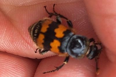 <i>Nicrophorus vespillo</i>