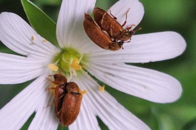 <i>Byturus ochraceus</i>