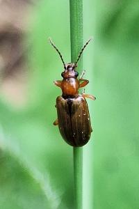 <i>Orsodacne cerasi</i>