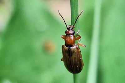 <i>Orsodacne cerasi</i>