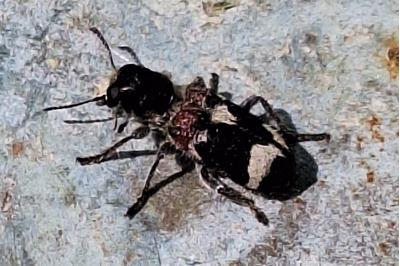 Clairon mutile