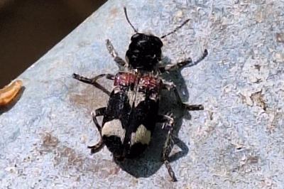 Clairon mutile