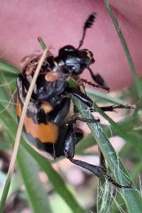 Nécrophore imitateur