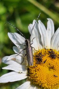 <i>Agapanthia cardui</i>