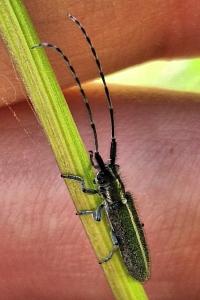 <i>Agapanthia cardui</i>