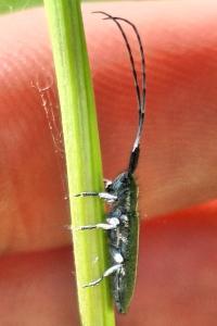 <i>Agapanthia cardui</i>