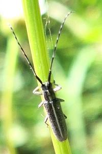 <i>Agapanthia cardui</i>