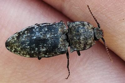 <i>Agrypnus murinus</i>