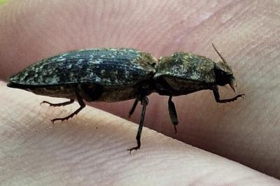 <i>Agrypnus murinus</i>