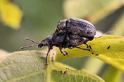 <i>Phyllobius</i>