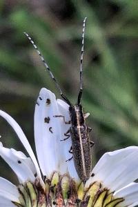 <i>Agapanthia cardui</i>
