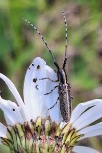 <i>Agapanthia cardui</i>
