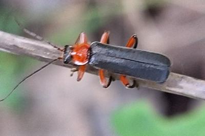 <i>Cantharis pellucida</i>