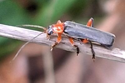 <i>Cantharis pellucida</i>