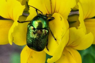 <i>Cryptocephalus</i>