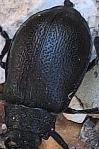 <i>Galeruca</i>